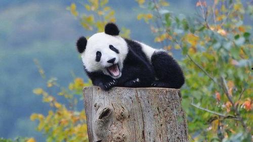 娱乐圈吃瓜熊猫胖胖